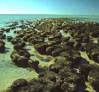 stromatolite
