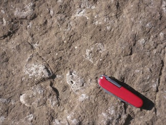 Stromatolites, upper cirque basin, Sacagawea Trail
