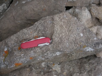 Trace Fossils