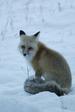 Fox in Lamar Canyon in Yellowstone National Park.