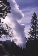 A geyser erupts from the Norris geyser basin.