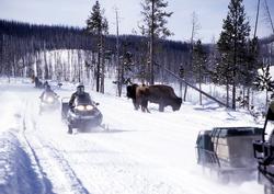 Snowmobiles passing bison in Yellowstone National Park.