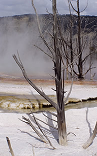 Tree at Mammoth Hot Spring