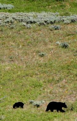  Bears in Yellowstone