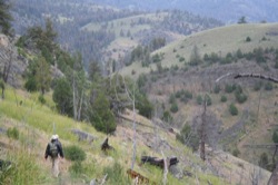 Yellowstone at Blacktail Creek