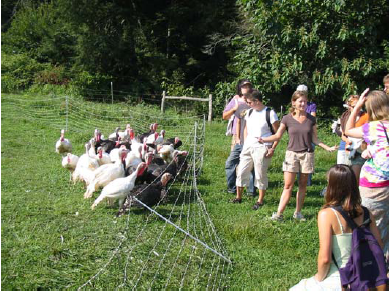 Chickens on the Farm