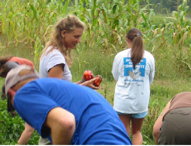 Picking Vegetables