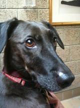 Brutus - July 2010