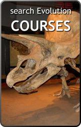 triceratops skeleton