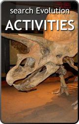 triceratops skeleton