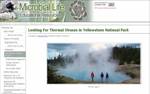 Yellowstone Thermal Virus