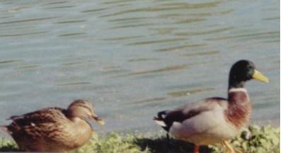 female and male  mallards