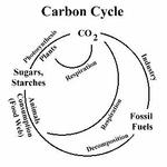 Carbon Cycle