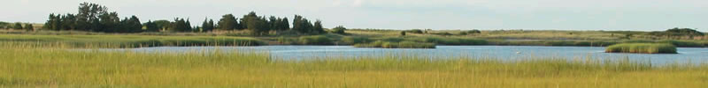 Salt Marsh Banner