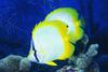Spotfin Butterfly Fish (Chaetodon ocellatus)