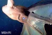 Vampire Squid Photo: Kim Reisenbichler (c) 1996 MBARI