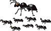 Image of black ants.