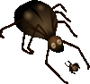 Illustration of two spiders.