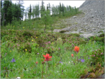 Example of timberline advance into an alpine meadow