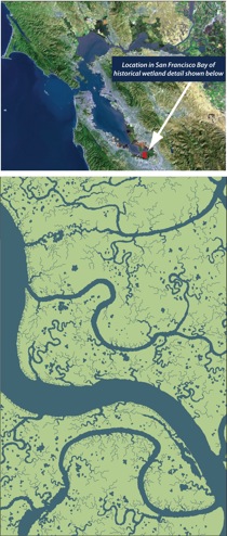 Wetland Area in San Francisco Bay