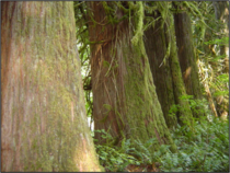 Old-growth cedars initially established on nurse log