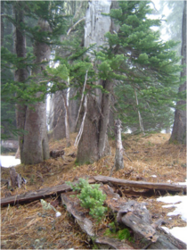 Subalpine fir seedlings growing on a nurse log at timberline