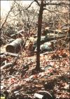 A pile of rotting debris on Riley