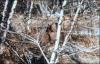 A decaying debris pile on Riley