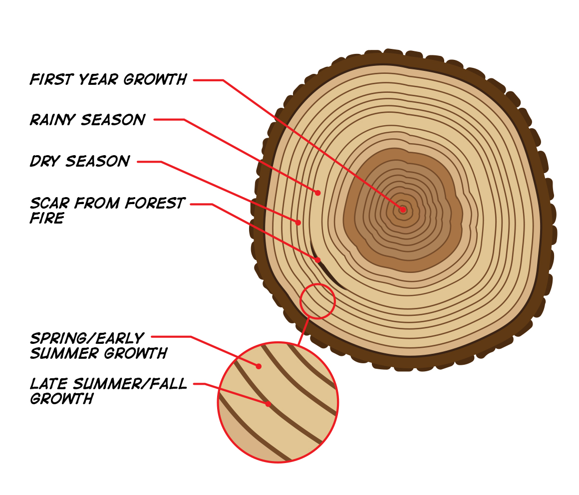 tree ring dating oldest italy matchmaking
