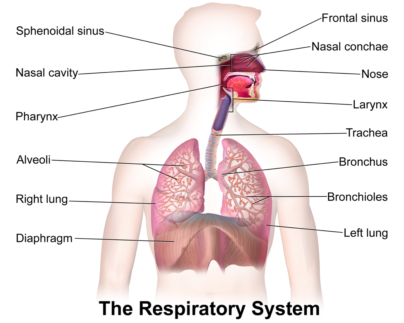 Labeled Diagram Of The Lungs Respiratory System