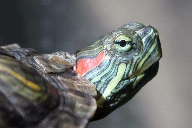 red eared slider turtle toys