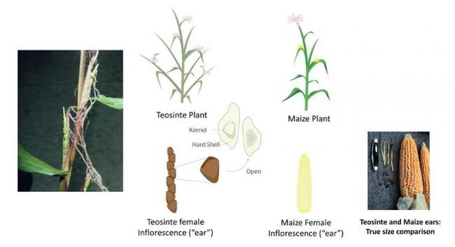 grains_ears_wild_ancestor.jpg