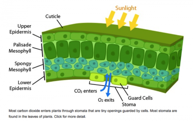 schematic-of-gas-exchange-across-plat-stomata