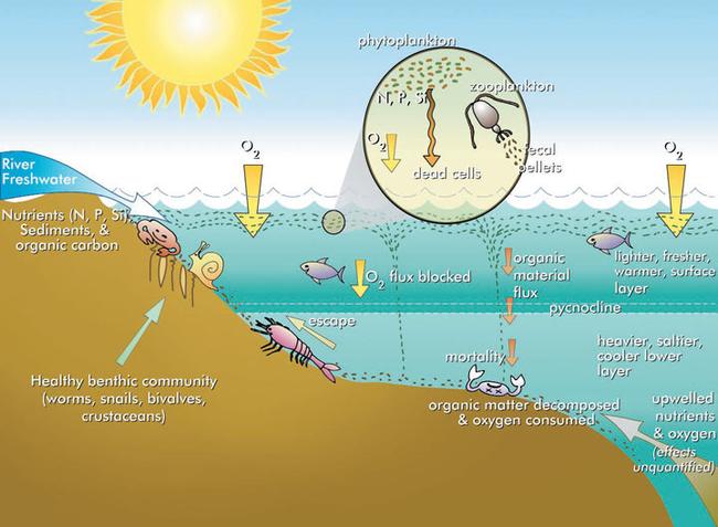 Eutrophication Process