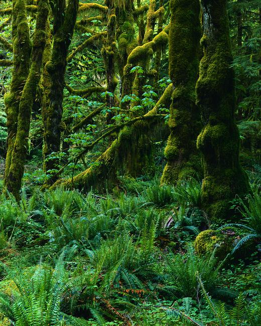 Temperate rainforest