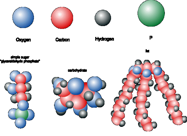 Diagram of fat molecules.